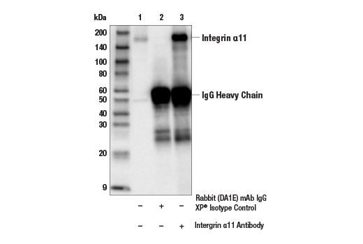 Immunoprecipitation Image 1: Integrin alpha11 Antibody