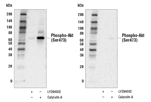 undefined Image 2: Western Blot Stripping Buffer (5X)