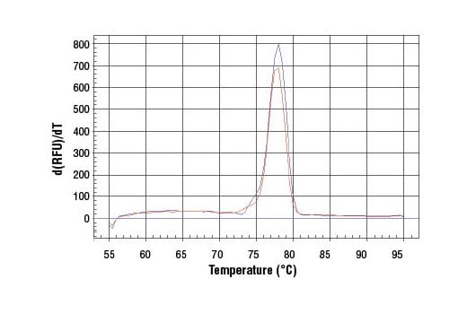 Chromatin Immunoprecipitation Image 1: SimpleChIP<sup>®</sup> Mouse AFM Intron 2 Primers