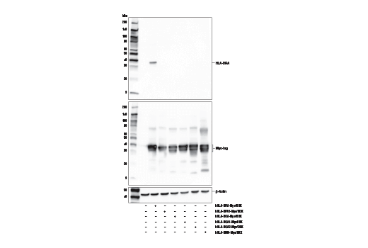 Western Blotting Image 1: HLA-DRA (E9R2Q) XP<sup>®</sup> Rabbit mAb (BSA and Azide Free)