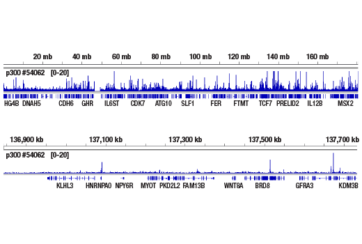 CUT & RUN Image 2: p300 (D2X6N) Rabbit Monoclonal Antibody
