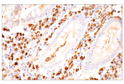 Immunohistochemistry Image 5: IgA (N1CLA) Mouse Monoclonal Antibody