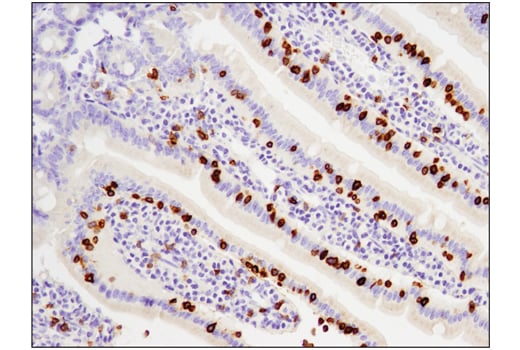 CD3ε (D4V8L) Rabbit mAb (#99940) Datasheet With Images