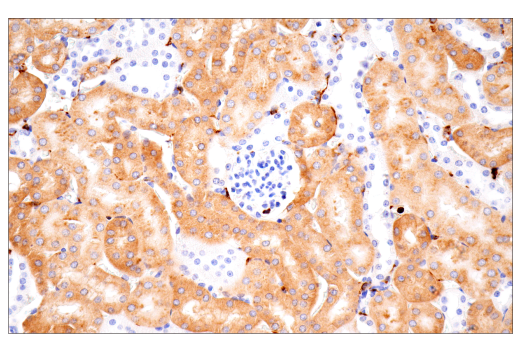Immunohistochemistry Image 17: p22phox (E7Y1F) Rabbit Monoclonal Antibody