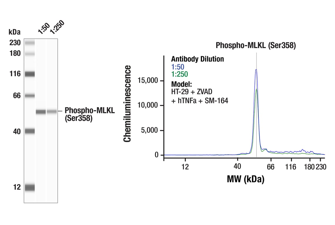 Western Blotting Image 1: Phospho-MLKL (Ser358) (D6H3V) Rabbit Monoclonal Antibody