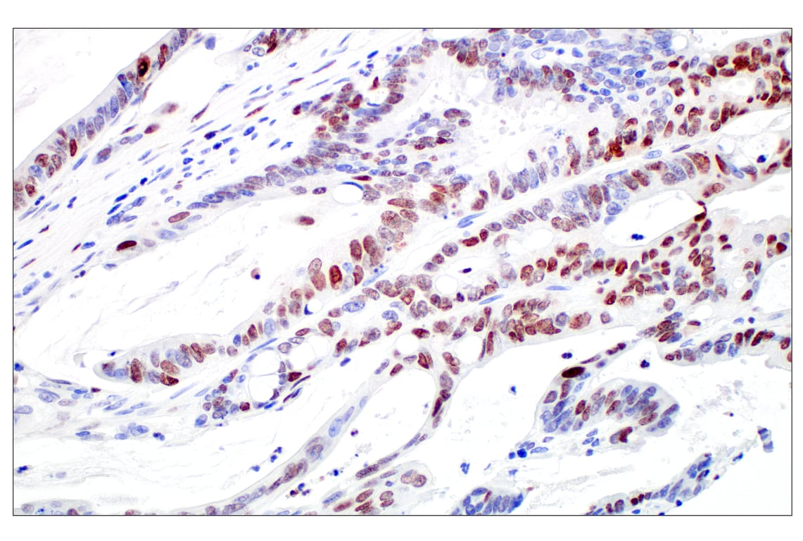 Immunohistochemistry Image 2: c-Fos (E2I7R) Rabbit Monoclonal Antibody (BSA and Azide Free)