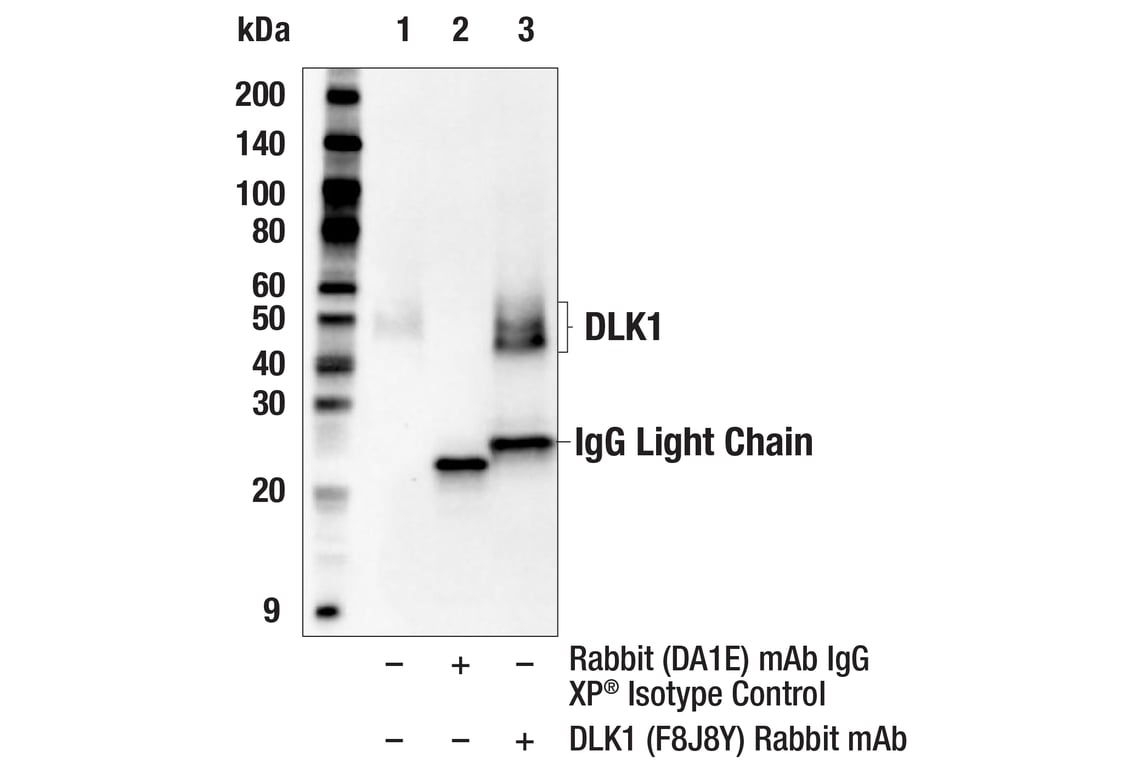 Immunoprecipitation Image 1: DLK1 (F8J8Y) Rabbit Monoclonal Antibody