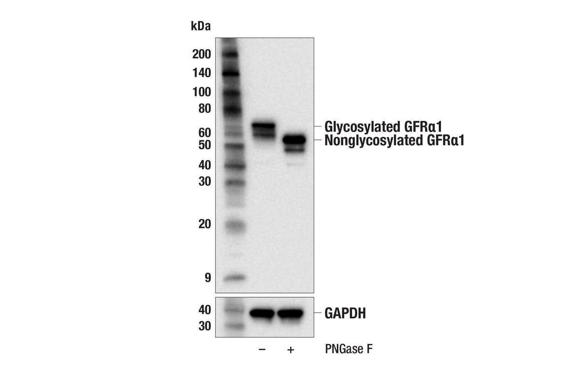 Western Blotting Image 2: GFR alpha1 (F7R3F) Rabbit Monoclonal Antibody
