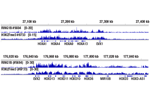 Chromatin Immunoprecipitation Image 2: RING1B (D22F2) Rabbit Monoclonal Antibody