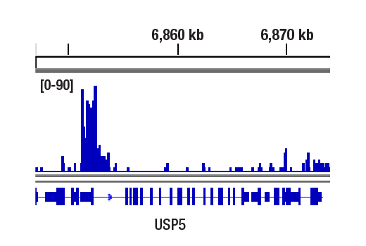 CUT & RUN Image 2: FoxP1 (D35D10) Rabbit Monoclonal Antibody