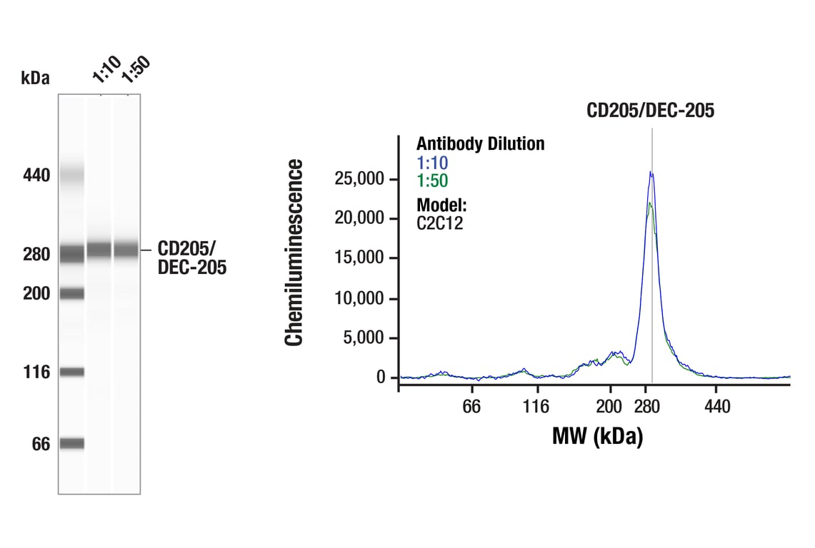 Western Blotting Image 1: CD205/DEC-205 (F1N2F) Rabbit Monoclonal Antibody