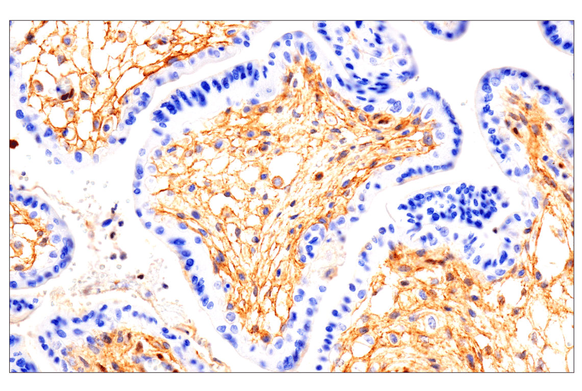 Immunohistochemistry Image 2: Notch2 (D76A6) Rabbit Monoclonal Antibody