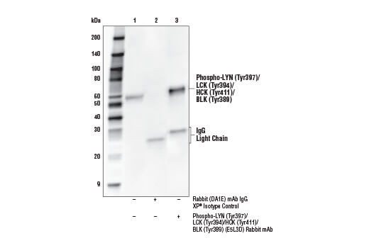 Immunoprecipitation Image 1: Phospho-LYN (Tyr397)/LCK (Tyr394)/HCK (Tyr411)/BLK (Tyr389) (E5L3D) Rabbit Monoclonal Antibody