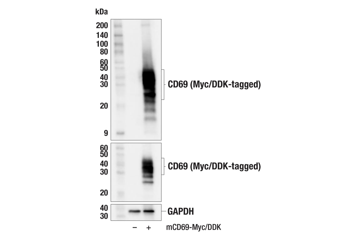 Western Blotting Image 2: CD69 (F8N6A) Rabbit Monoclonal Antibody