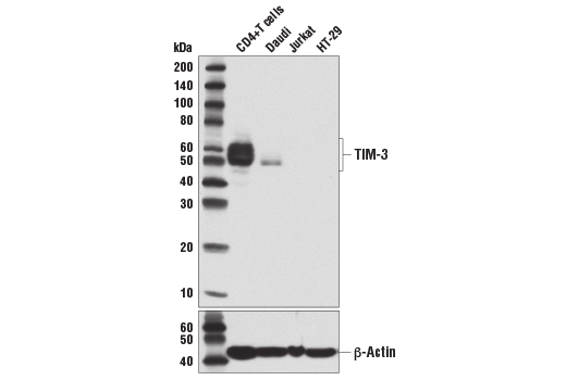 Western Blotting Image 2: TIM-3 (D5D5R) Rabbit Monoclonal Antibody (BSA and Azide Free)