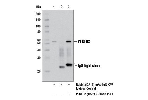 undefined Image 3: PhosphoPlus<sup>®</sup> PFKFB2 (Ser483) Antibody Duet