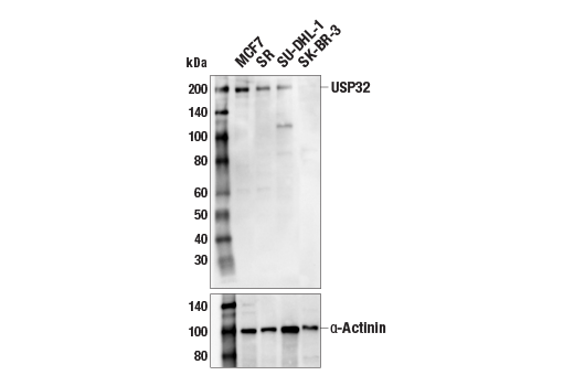 Western Blotting Image 2: USP32 (E8N8G) Rabbit Monoclonal Antibody