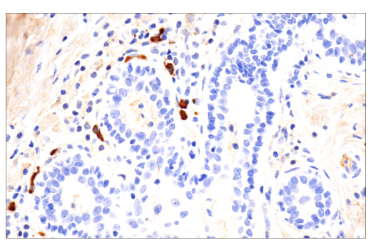 Immunohistochemistry Image 3: IgA (N1CLA) Mouse Monoclonal Antibody