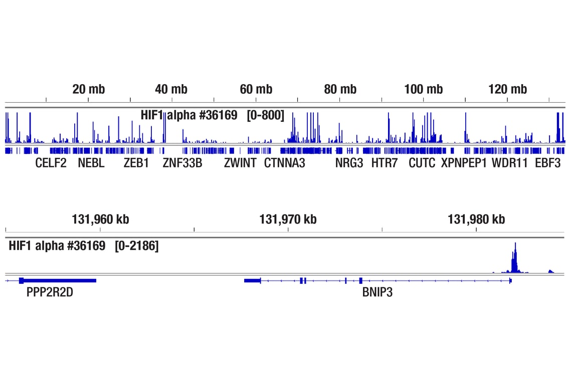 undefined Image 13: Microglia Neurodegeneration Module Antibody Sampler Kit