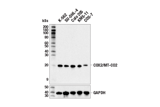 Western Blotting Image 2: COX2/MT-CO2 (E6U9K) Rabbit Monoclonal Antibody