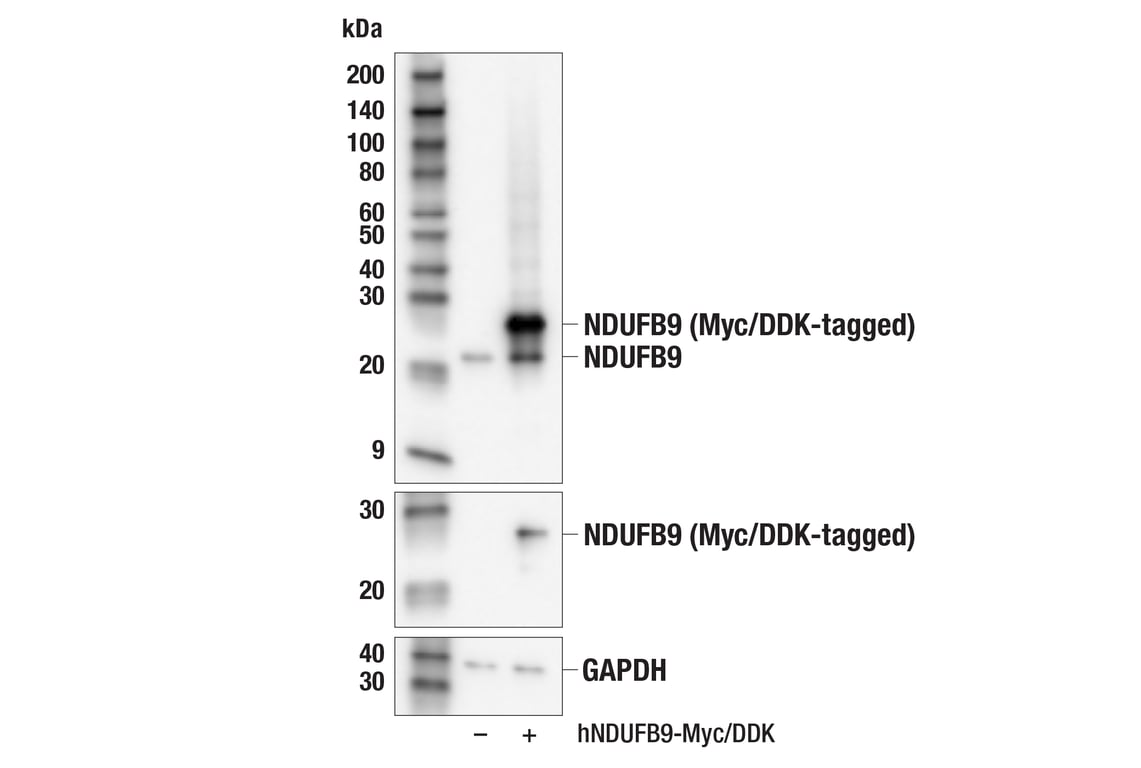 Western Blotting Image 3: NDUFB9 (E7W6K) Rabbit Monoclonal Antibody