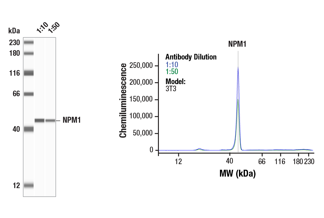 Western Blotting Image 1: NPM1 (E7W4P) Rabbit Monoclonal Antibody