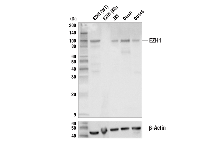 Western Blotting Image 2: EZH1 (D7D5D) Rabbit Monoclonal Antibody