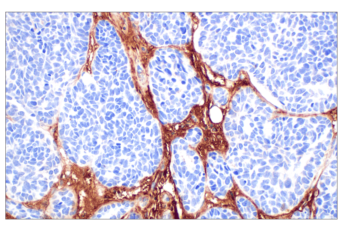 Immunohistochemistry Image 3: Hyaluronan Complete Tissue Staining Kit (HRP)