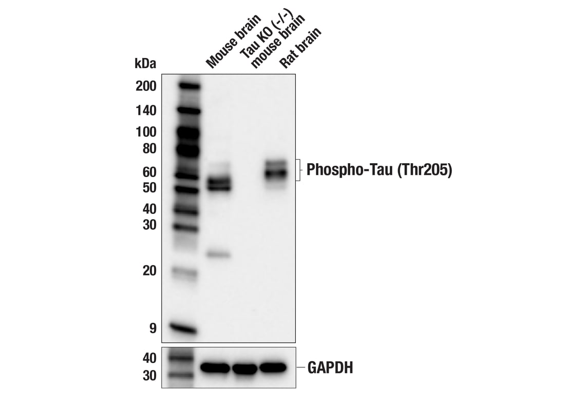 Western Blotting Image 2: Phospho-Tau (Thr205) (E9A7P) Mouse Monoclonal Antibody