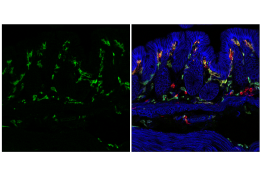 Immunofluorescence Image 3: MSR1 (E4H1C) Rabbit Monoclonal Antibody