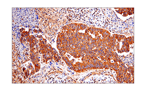 Immunohistochemistry Image 1: RIP (E8S7U) Rabbit Monoclonal Antibody (BSA and Azide Free)