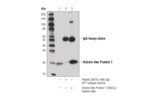 Immunoprecipitation Image 1: Visinin-Like Protein 1 (D9L6L) Rabbit Monoclonal Antibody