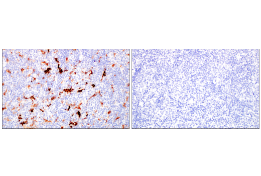 Immunohistochemistry Image 10: HO-1 (E8B7A) XP<sup>®</sup> Rabbit mAb (BSA and Azide Free)