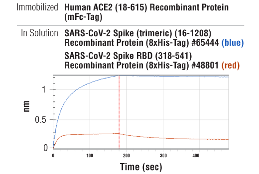 undefined Image 4: Human ACE2 (18-615) Recombinant Protein (mFc-Tag)