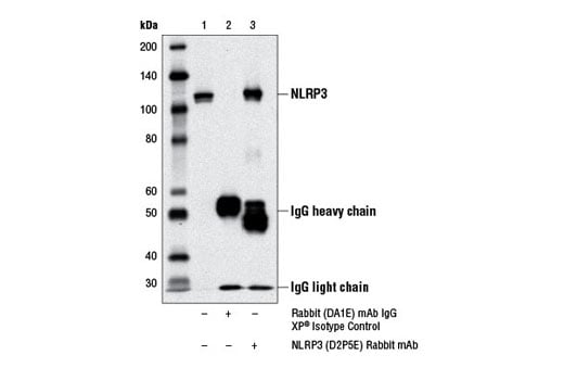 Immunoprecipitation Image 1: NLRP3 (D2P5E) Rabbit Monoclonal Antibody