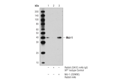 Immunoprecipitation Image 1: Mcl-1 (D2W9E) Rabbit Monoclonal Antibody