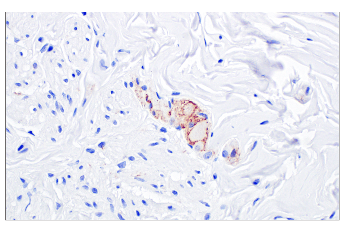Immunohistochemistry Image 3: OMG (F8B7X) Rabbit Monoclonal Antibody