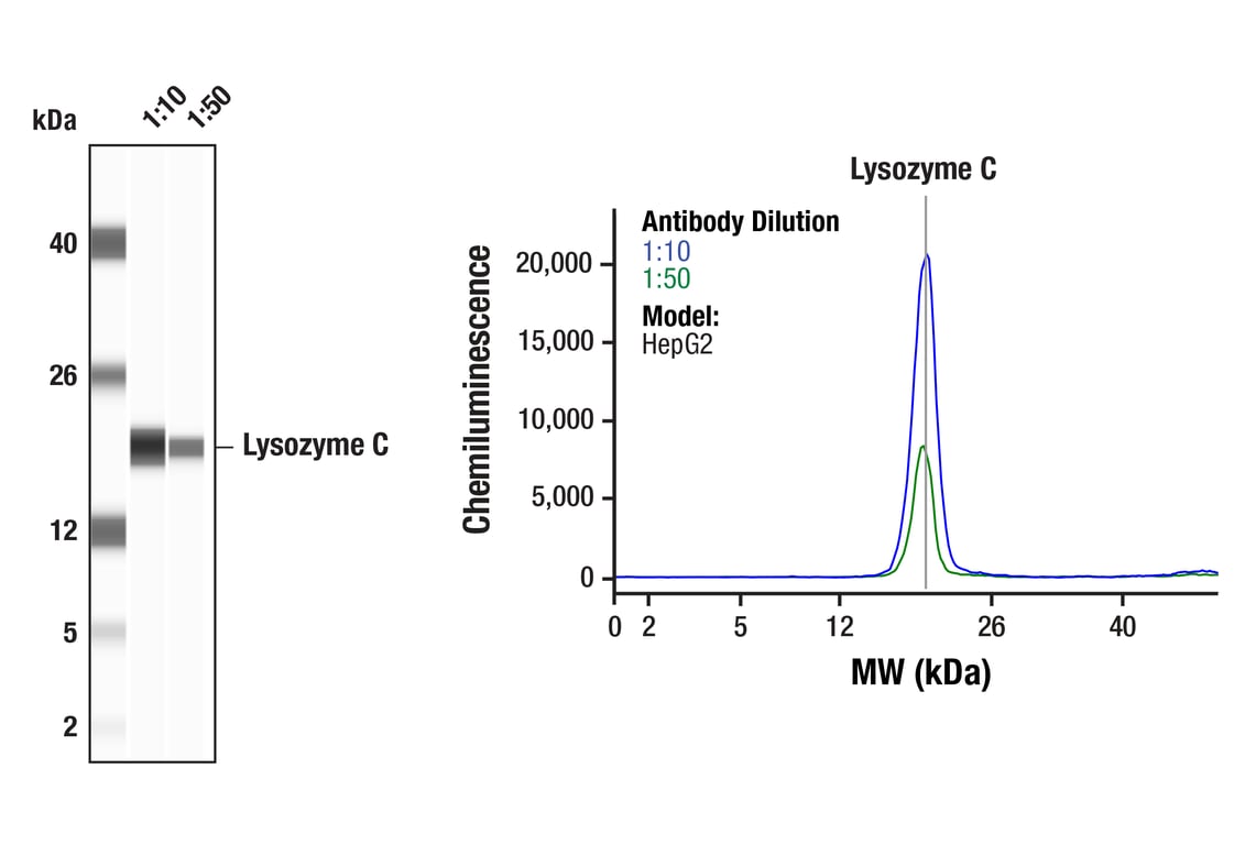 Western Blotting Image 1: Lysozyme C (E9W6E) Rabbit Monoclonal Antibody