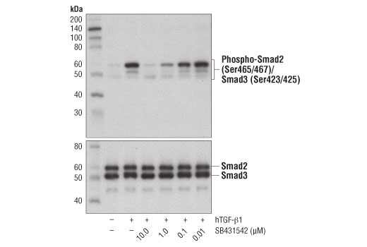 undefined Image 2: SB431542
