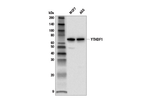 Western Blotting Image 2: YTHDF1 (E8R5L) Rabbit Monoclonal Antibody
