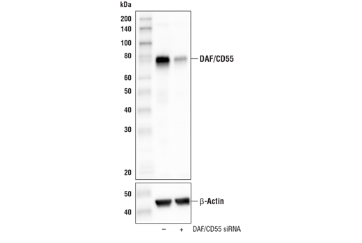 Western Blotting Image 2: DAF/CD55 (E7G2U) Rabbit Monoclonal Antibody (BSA and Azide Free)
