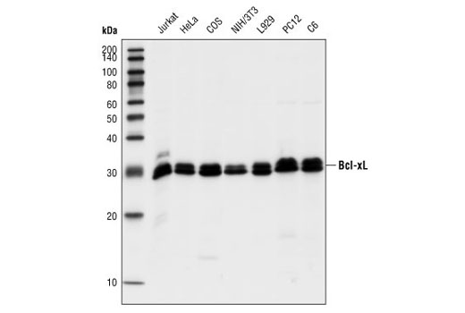 Western Blotting Image 2: Bcl-xL (54H6) Rabbit Monoclonal Antibody (BSA and Azide Free)