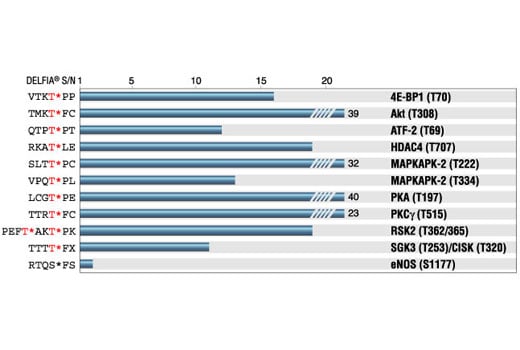 E Image 1: Phospho-Threonine (42H4) Mouse Monoclonal Antibody