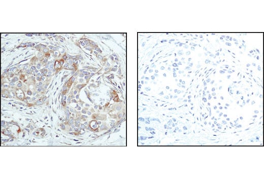 Immunohistochemistry Image 4: beta-Tubulin (9F3) Rabbit Monoclonal Antibody (BSA and Azide Free)