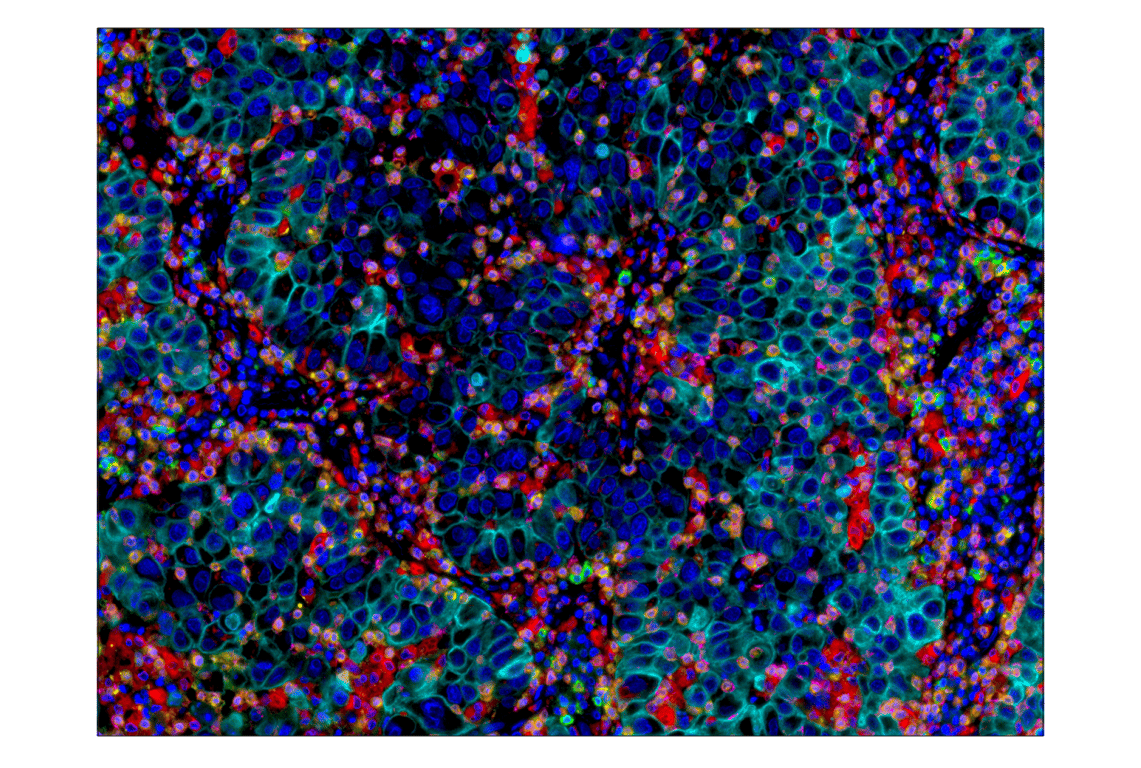 Immunohistochemistry Image 1: PD-1 (EH33) Mouse Monoclonal Antibody (BSA and Azide Free)