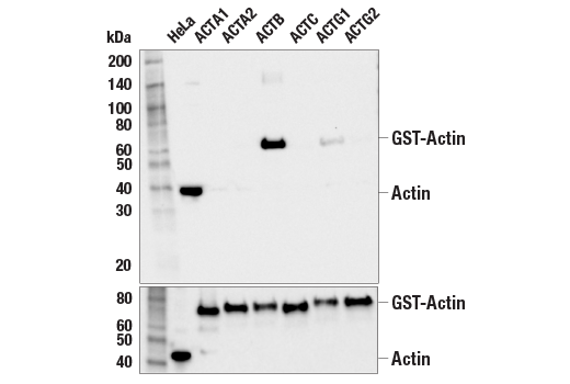 Western Blotting Image 2: beta-Actin (D6A8) Rabbit Monoclonal Antibody (BSA and Azide Free)