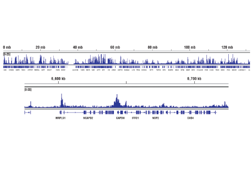 Chromatin Immunoprecipitation Image 2: Acetyl-Histone H3 (Lys27) (D5E4) Rabbit Monoclonal Antibody