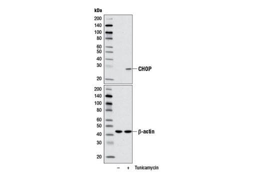 undefined Image 2: Tunicamycin