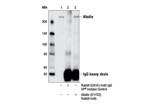 Immunoprecipitation Image 1: Afadin (D1Y3Z) Rabbit Monoclonal Antibody