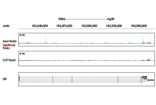 eCLIP Image 1: QKI (E7O4A) Rabbit Monoclonal Antibody